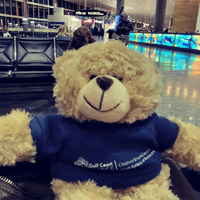 Bear at the Airport